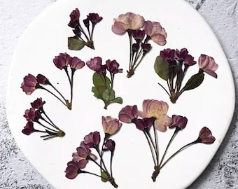 Preserved Cherry Blossom Flowers: Purple Flat Leaf Petals for Resin Crafts (6 PCS/Pack)