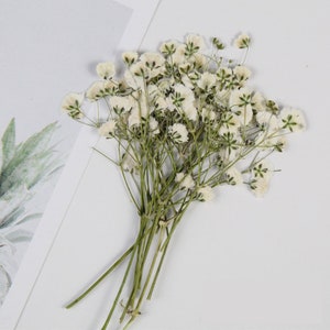 May include: A bunch of dried baby's breath flowers with white blossoms and green stems.