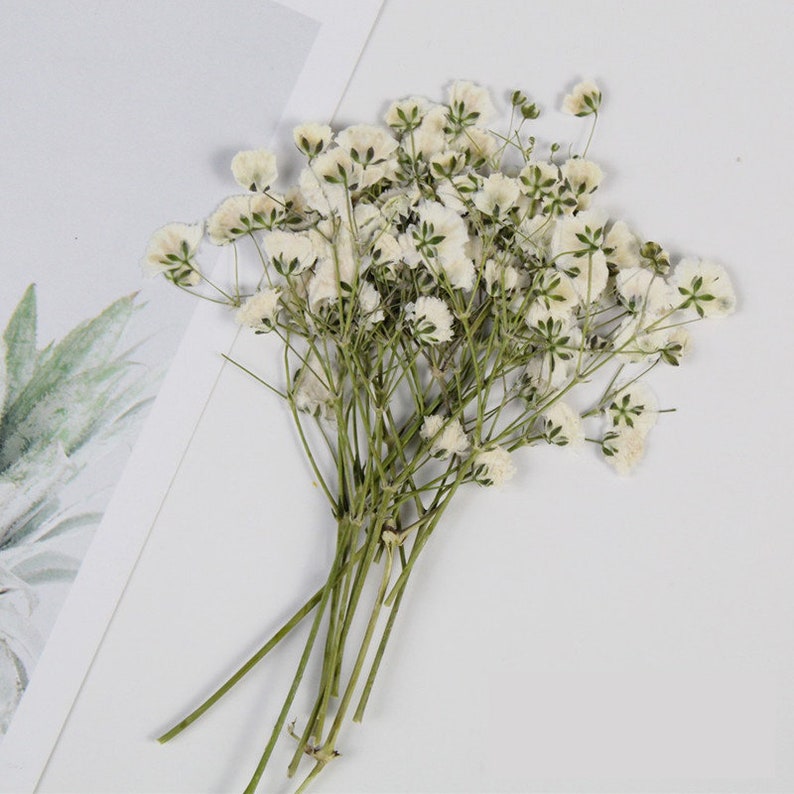 May include: A bunch of dried baby's breath flowers with white blossoms and green stems.