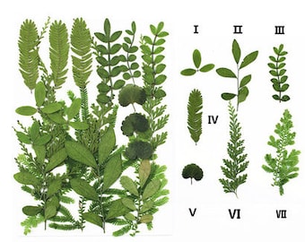 Foglie verdi pressate: veri fiori secchi per creazioni in resina (20 pezzi)