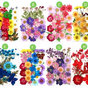 Gepresste Blume, lose gepresste Blume, gemischte getrocknete Blumen, getrocknete Blume, Harz gepresste getrocknete Blume, Feiertagskarte gepresste Blume, Maniküreblumen