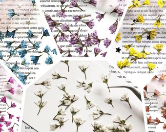 20 PCS Pressed Flowers: Red, Orange, Blue, Purple, White & Yellow