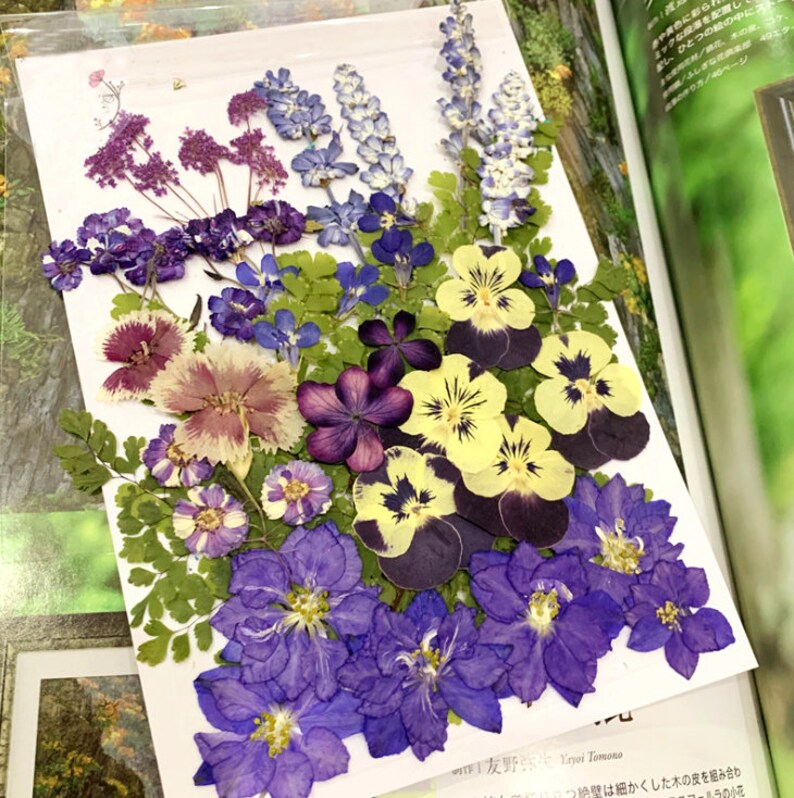 Bulk pressed flower 45-50 PCS/Pack dried flat flower ...