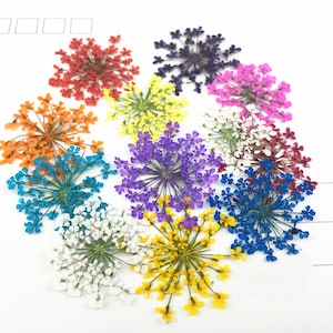 Set of 12 PCS, Color mixing dried flower, dried flower,Pressed Flat Flowers,embossed plant specimen,dried flower petals,dry flower for resin