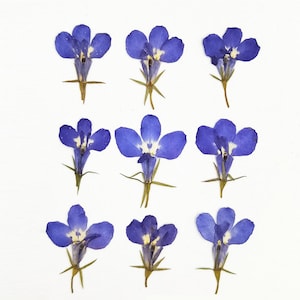 Blue Pressed flowers,A Pack of 12 PCS dry Pressed flowers,dried flower,Real Dried Pressed flowers Assorted,dry flower for resin