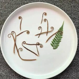 Plants decor,A Pack of 12 PCS ,Dried leaf decor,Dried Iron tree bud,plants Dried leaves,Pressed botanicals,Village craft