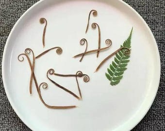 Dekoracje roślinne, Opakowanie 12 szt., Dekoracje z suszonych liści, Suszone pąki drzewa żelaznego, Suszone liście roślin, Prasowane rośliny botaniczne, Wiejskie rzemiosło
