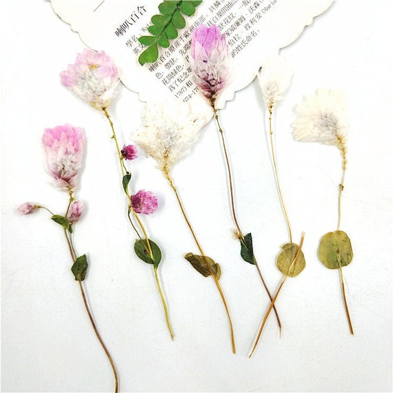 10pcs Dried Pressed Flowers For Resin, Real Pressed Flowers Dry