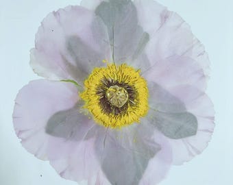 Pressed Dried peony flowers 1PCS,light purple dried flower, oil painting peony flowers Decor dry flower,Pressed flowers