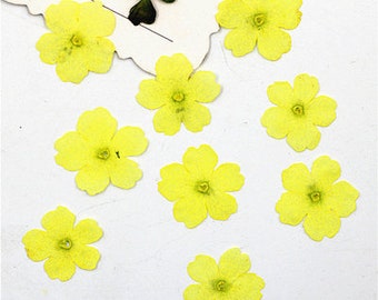 Yellow Verbena Pressed Flowers - Resin Art Supplies (12 PCS/PACK)
