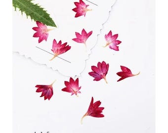 Red Pressed flowers,20 PCS/Pack,dried Pressed flowers,Cornflower dried flower,Red Cornflower petal Dried Pressed flowers