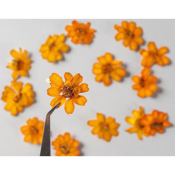 Pressed Flower,Zinnia Pressed Flower,10 PCS/pack,Pressed Orange Dried Flower Real Pressed Flower Dry Natural Pressed Flowers