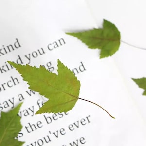 May include: Green pressed leaves, perfect for crafting and scrapbooking.  These leaves are delicate and have a natural, rustic look.