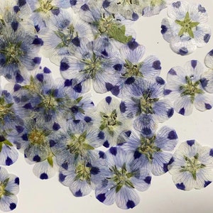 Bulk geperste bloem, 10 stks/pak, gedroogde platte bloemen, geperste bloem, blauw-paarse witte gedroogde bloem, gedroogde bloem, gedroogde bloem