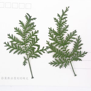 Dried leaf,green leaves,A Pack of 10 PCS,Leaves,Pressed Green Leaves,Artemisia green leaves,Dry Flowers Preserved Greeny Foliage Stems 4-6cm