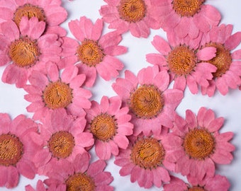 Flores de crisantemo prensadas de color rojo rosa, materiales de resina para manualidades (12 unidades)