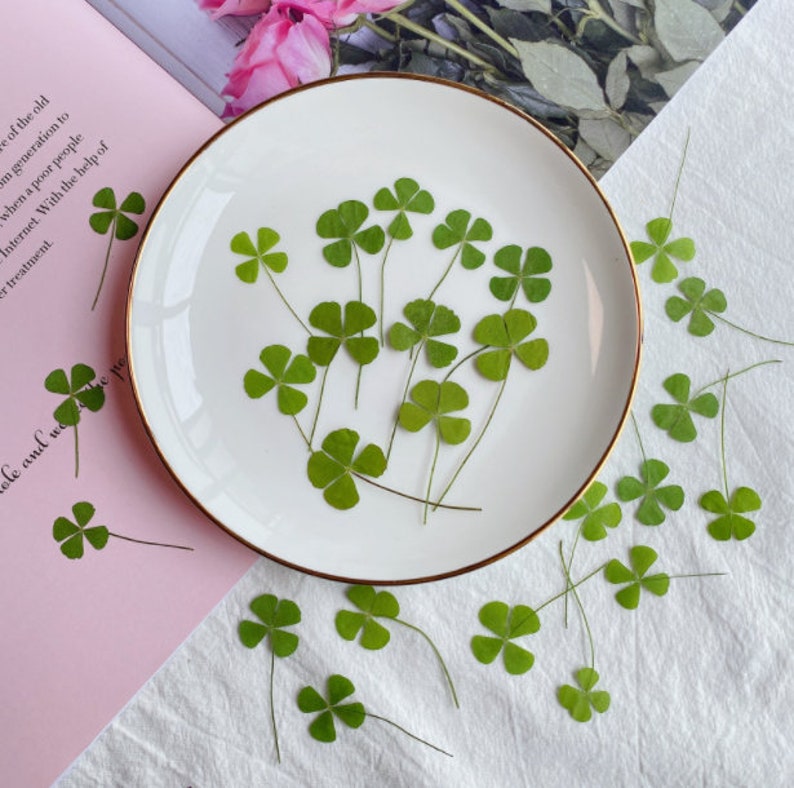 May include: A white plate with a gold rim, filled with pressed four-leaf clovers. The clovers are green and have delicate stems. The plate is on a white surface, surrounded by more four-leaf clovers.
