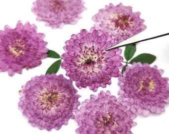 10 Purple Pressed Chrysanthemum Flowers, Natural Dried Flowers for Resin Crafts