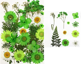 Pressed Flowers: 20 PCS Real Dried Flowers, Craft Supplies
