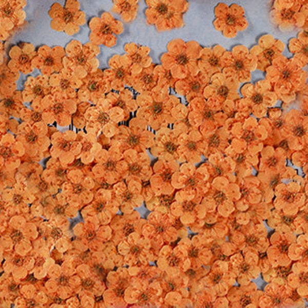 fleurs pressées, fleurs pressées orange, 20 PCS / Pack, fleur orange, orange fleur séchée, fleur pressée, petite fleur oranger (0,5-0.8cm)