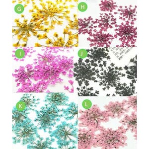 Set of 10 PCS, dried flower, dried flower,Pressed Flat Flowers,embossed plant specimen,dried flower petals,dry Lace flower (1.5-2.5cm)