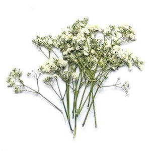 Wedding Flowers Invitaion,Set of 20 PCS White Baby's Breath Dried Pressed Flowers,Dried Real flat Flowers,Dry White Flowers5-8CM 画像 4