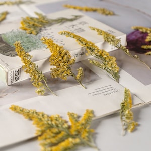 Yellow Pressed Flower Stems: Natural Dried Flowers, 10 PCS
