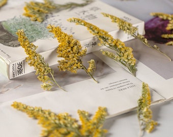 Yellow Pressed Flower Stems, Natural Dried Flowers (10PCS)