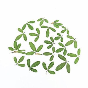 12 PCS Set Real Pressed Leaves,Pressed Green Leaves flower green leaves Floral real leaf flower Greeny Foliage (0.6-0.8cm)