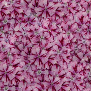 May include: A close-up image of a collection of pink and purple flower petals with dark red veins. The petals are arranged in a random pattern, creating a textured background.