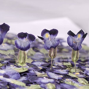 Summer Viola,A Pack of 12 PCS Bulk pressed flowers,violet Pressed flowers,dried Pressed flowers,Dried Pressed flowers,dry flower for resin