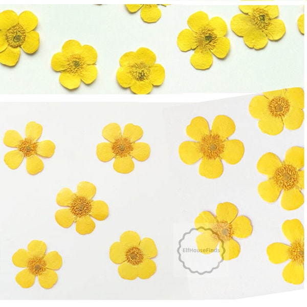Set of 12 PCS,Pressed flower,Pressed Buttercups Flat Flower,Yellow Pressed Flowers,dried flower petals,Small dried Yellow flowers