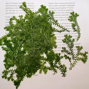 Pressed flowers for resin Green Cloud Grass 12 PCS/Pack Real Pressed Leaves,Dried Pressed Flower Green Dry leaf, dryGreen leaf