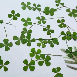 May include: A collection of dried four-leaf clovers, pressed and preserved, with stems and leaves in various shades of green. These delicate botanical specimens are perfect for crafting and adding a touch of nature to projects.