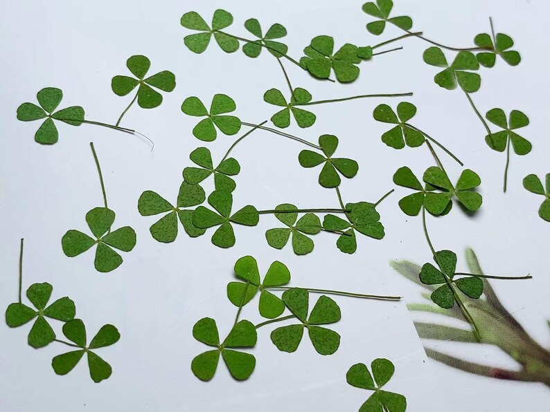 May include: A collection of dried four-leaf clovers, pressed and preserved, with stems and leaves in various shades of green. These delicate botanical specimens are perfect for crafting and adding a touch of nature to projects.