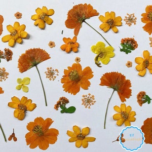 Pressed flowers,A Pack of 20 PCS dried Pressed flowers,Orange purple dried flower,Real Dried Pressed flowers ,dried flowers