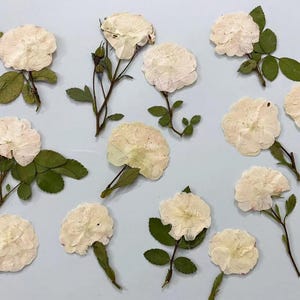 Pressed Flowers,rose beige Pressed Flowers 6 PCS/Pack,Pressed Flower,Dry Flat Rice white rose Flower Stems Wild Dried flower Natural Floral