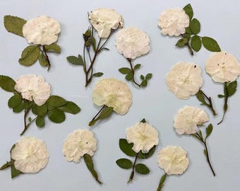 Pressed Flowers,rose beige Pressed Flowers 6 PCS/Pack,Pressed Flower,Dry Flat Rice white rose Flower Stems Wild Dried flower Natural Floral