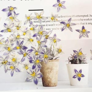 Pressed Flowers,Little iris proantha blue white Pressed Flowers 10 PCS/Pack,Dry Flat Real Flower Preserved Wild Dried flower