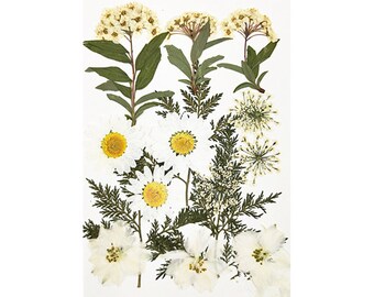 Pressed Flowersrice White Pressed Flowers 8 Pcs/packpressed - Etsy