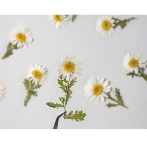 Pressed Flower,chrysanthemum Pressed Flower,Set of 10 PCS,Pressed white Dried Flower Stem Real Pressed Flowers Preserved Flowers