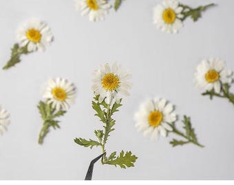 Pressed Flower,chrysanthemum Pressed Flower,Set of 10 PCS,Pressed white Dried Flower Stem Real Pressed Flowers Preserved Flowers
