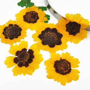 pressed flower,12 PCS/PACK,dry flower for resin,Large orange Yellow Dried flowers, dry pressed flower, Dried Flowers Chrysanthemum,resin art
