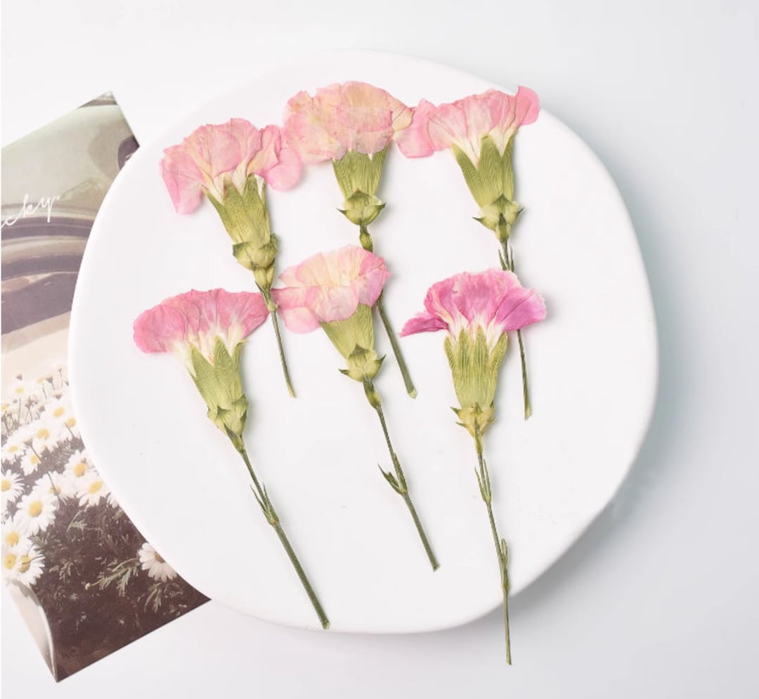 Pressed Flowers,carnation Stems Dry,half Carnation 6 Pcs/pack,dry