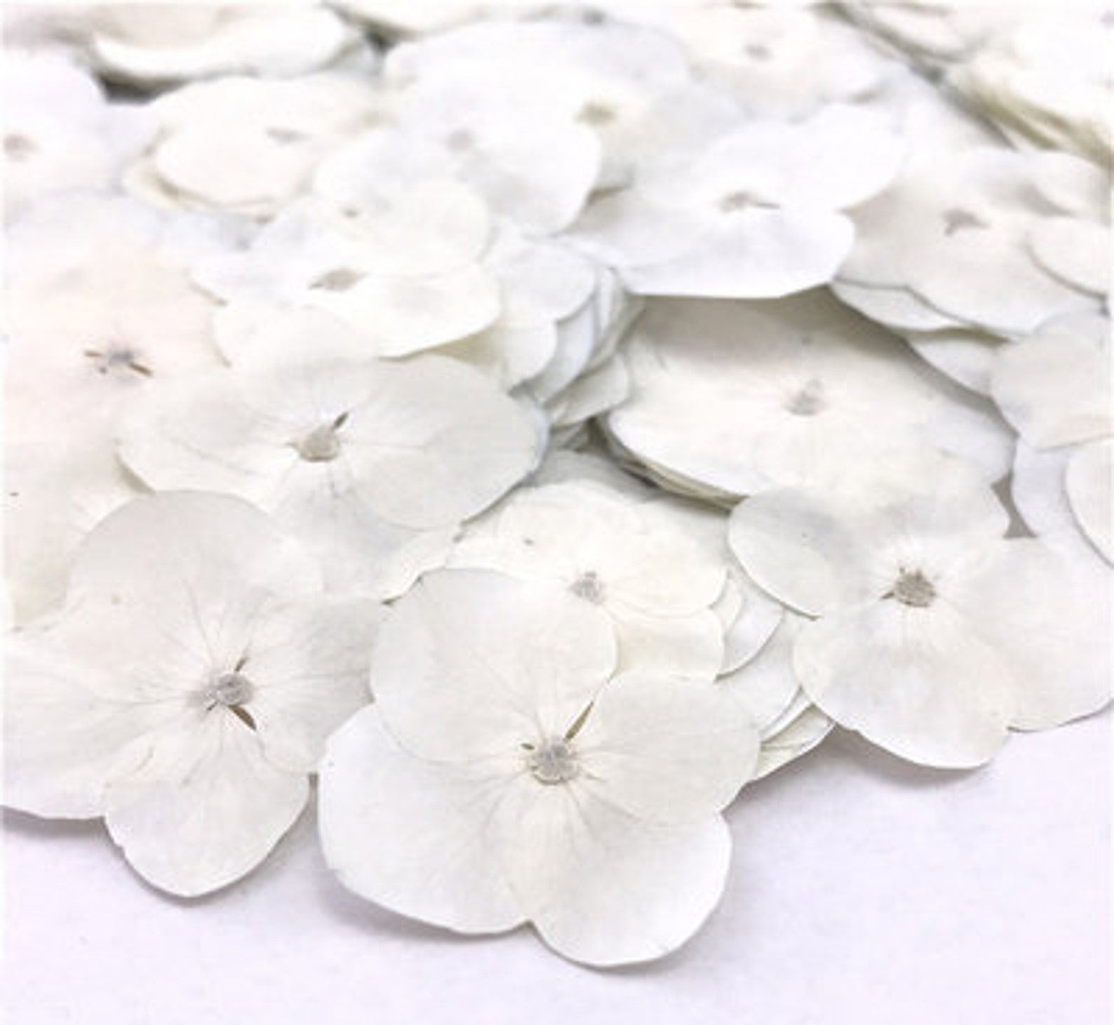 Pressed Flowerswhite Pressed Flowersset of 12 PCS Pressed - Etsy