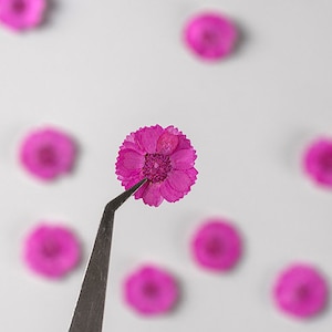 Pressed flower,Purplish red Pressed flower,12 PCS/Pack,Pressed Purple red Flower,Small dried flower,Real Daisies Dry flower