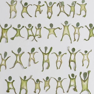 May include: An artistic arrangement of green plant cuttings, each shaped like a person with arms and legs outstretched. The cuttings are arranged on a white background, creating a playful and whimsical pattern. The leaves are a vibrant green.
