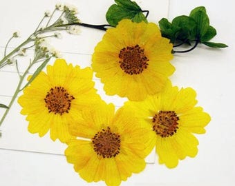 12 PCS Pressed Chrysanthemum Flowers: Real Dried Floral Petals