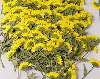 In bulk geperste bloem,10 stuks/pak chrysantenbloemstelen,gedroogde bloemenGedroogde hars,gedroogde geconserveerde bloemen,droge bloem bloemen