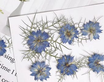 Blue Pressed Flowers: Real Dried Petals, Floral Craft Supply (6 PCS)